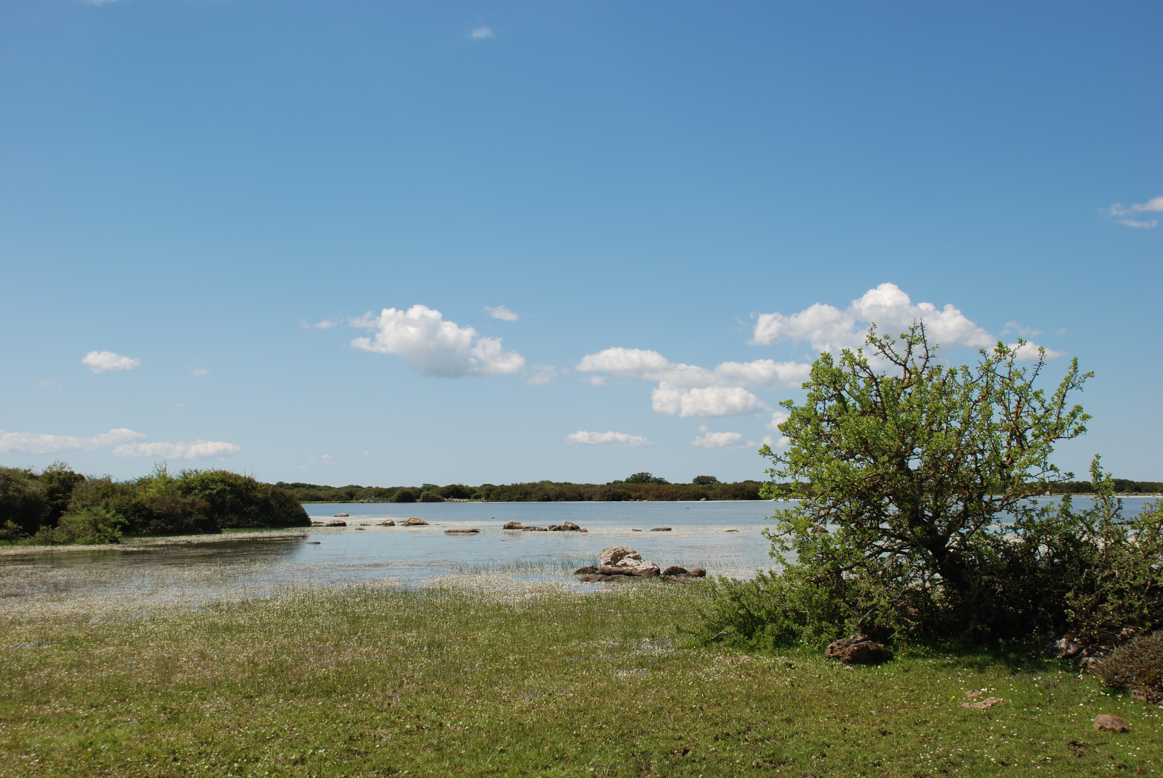 descrizione immagine