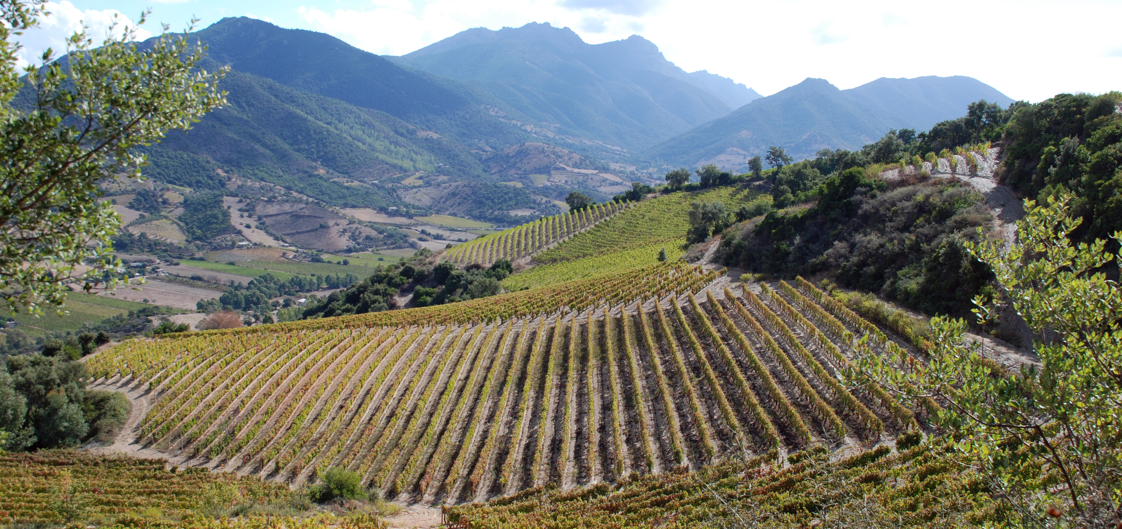 descrizione immagine