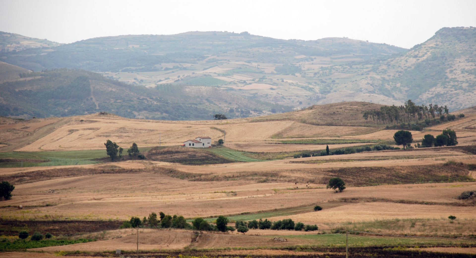 immagine sfondo prato